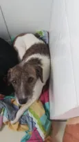 Pitucha