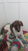 Pitucha