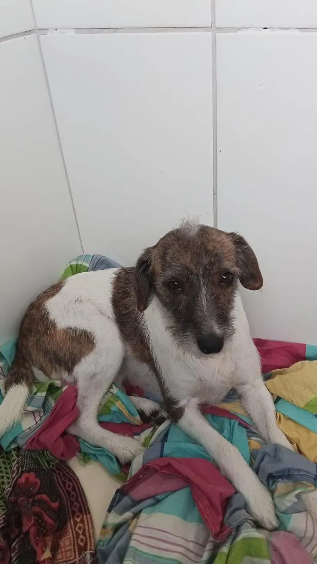 Cachorro raça SRD-ViraLata idade 4 anos nome Pitucha