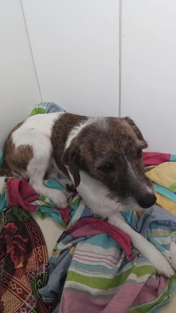 Cachorro raça SRD-ViraLata idade 4 anos nome Pitucha