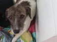 Pitucha
