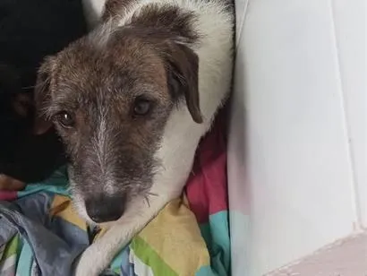 Cachorro raça SRD-ViraLata idade 4 anos nome Pitucha
