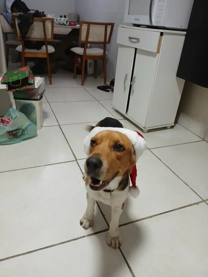 Cachorro raça SRD-ViraLata idade 2 anos nome fred