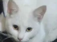 Branca 