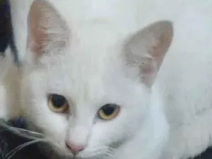 Gato raça SRD-ViraLata idade 2 a 6 meses nome Branca 