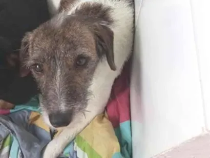 Cachorro raça SRD-ViraLata idade 4 anos nome Pitucha