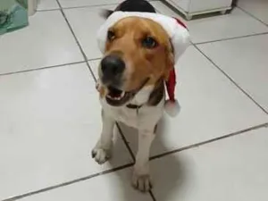 Cachorro raça SRD-ViraLata idade 2 anos nome fred