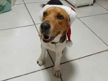 Cachorro raça SRD-ViraLata idade 2 anos nome fred