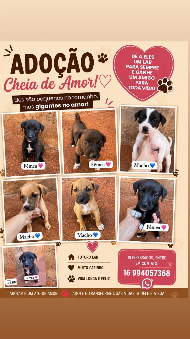 Cachorro raça SRD-ViraLata idade Abaixo de 2 meses nome Sem nomes