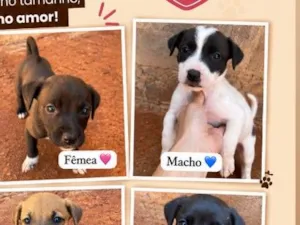 Cachorro raça SRD-ViraLata idade Abaixo de 2 meses nome Sem nomes