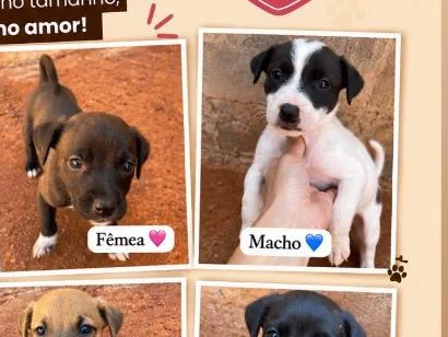 Cachorro raça SRD-ViraLata idade Abaixo de 2 meses nome Sem nomes