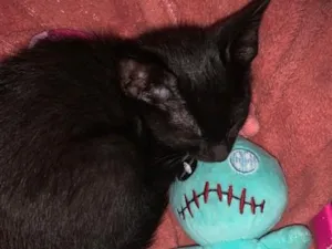 Gato raça SRD-ViraLata idade 2 a 6 meses nome Apolónio 