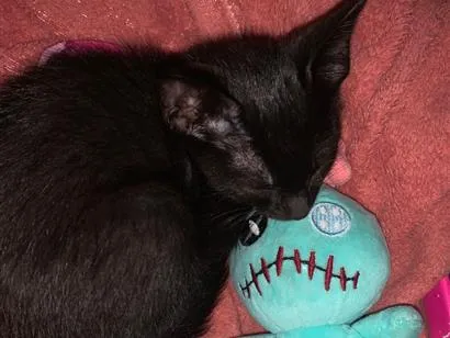 Gato raça SRD-ViraLata idade 2 a 6 meses nome Apolónio 