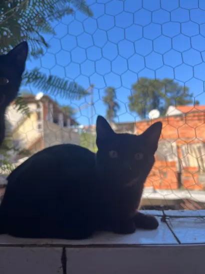 Gato raça SRD-ViraLata idade Abaixo de 2 meses nome Lilith