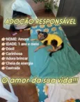 Amora