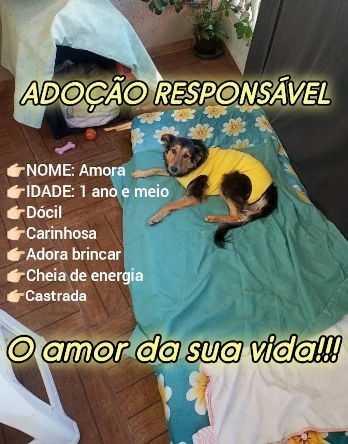Cachorro raça SRD-ViraLata idade 1 ano nome Amora