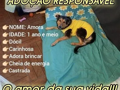 Cachorro raça SRD-ViraLata idade 1 ano nome Amora