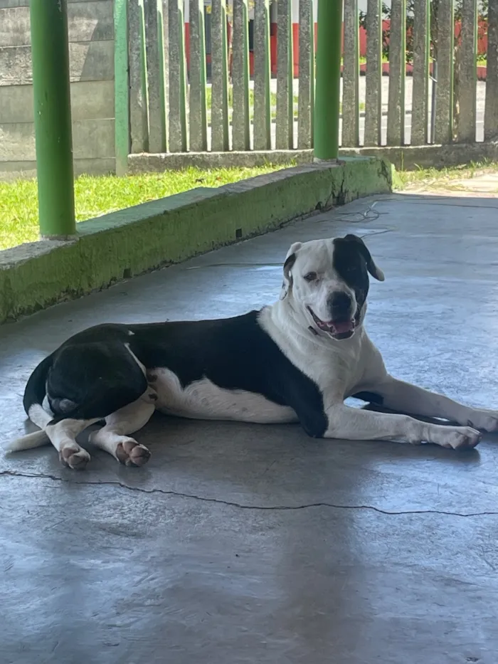 Cachorro raça Pit-Bull idade 2 anos nome Spike