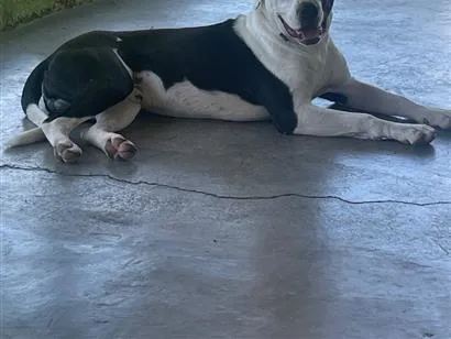 Cachorro raça Pit-Bull idade 2 anos nome Spike