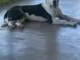 Spike