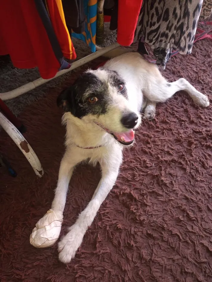 Cachorro raça SRD-ViraLata idade 3 anos nome Fiapo 