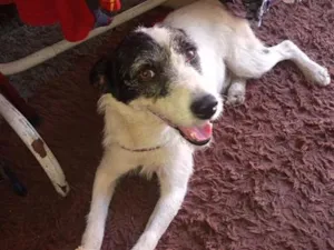 Cachorro raça SRD-ViraLata idade 3 anos nome Fiapo 