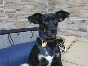 Cachorro raça SRD-ViraLata idade 2 anos nome Pretinha 