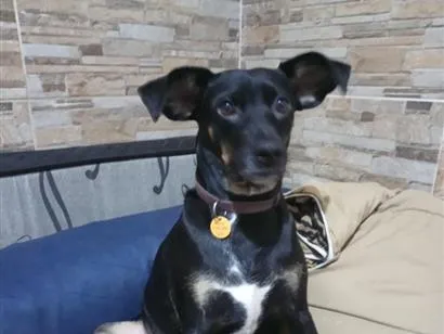 Cachorro raça SRD-ViraLata idade 2 anos nome Pretinha 