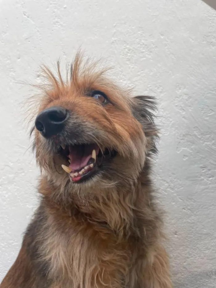 Cachorro raça SRD-ViraLata idade 6 ou mais anos nome Candura