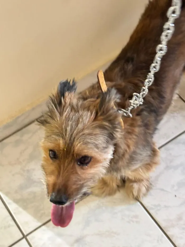 Cachorro raça SRD-ViraLata idade 6 ou mais anos nome Candura