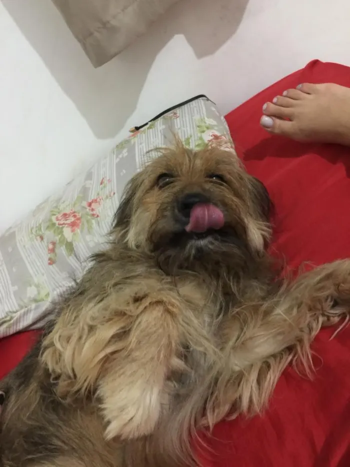 Cachorro raça SRD-ViraLata idade 6 ou mais anos nome Candura