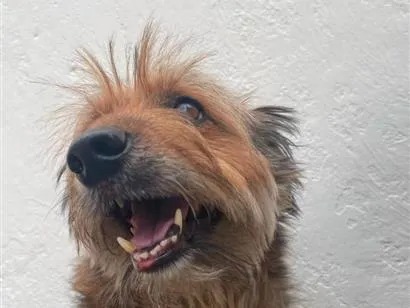 Cachorro raça SRD-ViraLata idade 6 ou mais anos nome Candura