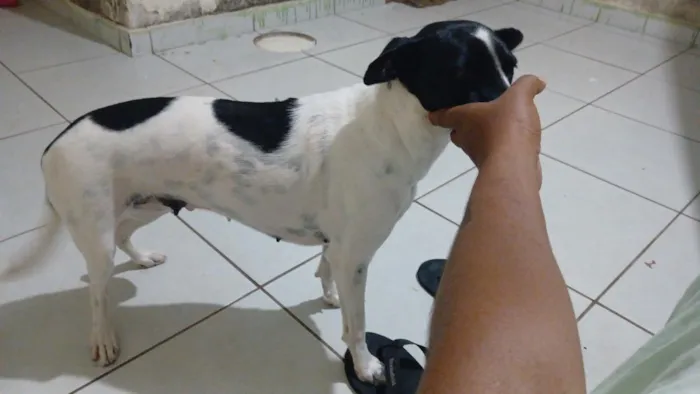 Cachorro raça SRD-ViraLata idade 2 anos nome vitória 