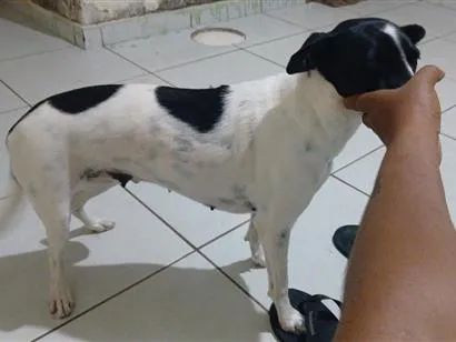 Cachorro raça SRD-ViraLata idade 2 anos nome vitória 