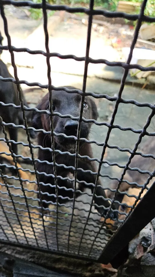 Cachorro raça SRD-ViraLata idade 2 a 6 meses nome pretinha