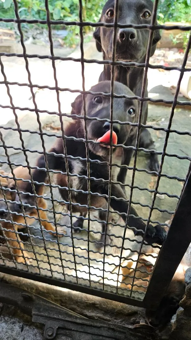 Cachorro raça SRD-ViraLata idade 2 a 6 meses nome pretinha