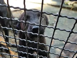 Cachorro raça SRD-ViraLata idade 2 a 6 meses nome pretinha