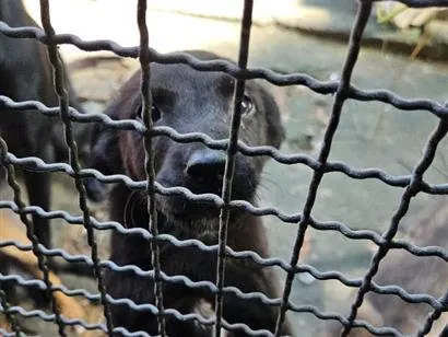 Cachorro raça SRD-ViraLata idade 2 a 6 meses nome pretinha