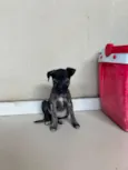 Pretinha 