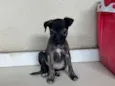Pretinha 