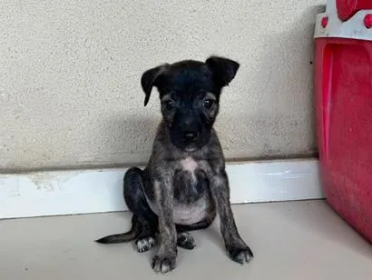 Cachorro raça SRD-ViraLata idade Abaixo de 2 meses nome Pretinha 