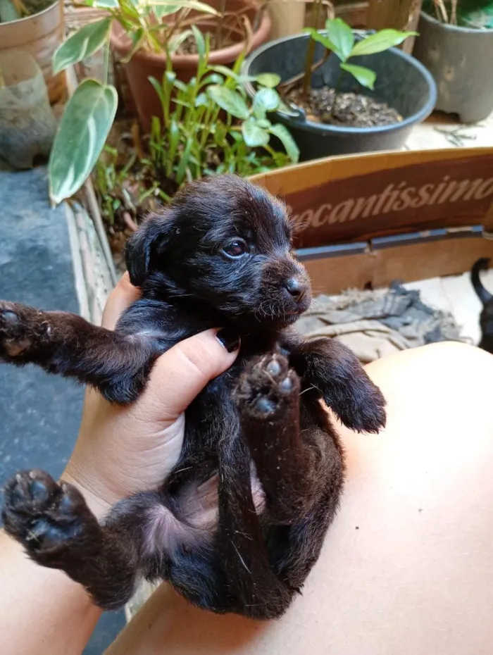 Cachorro raça SRD-ViraLata idade Abaixo de 2 meses nome sem nome ainda