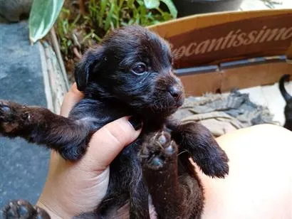 Cachorro raça SRD-ViraLata idade Abaixo de 2 meses nome sem nome ainda