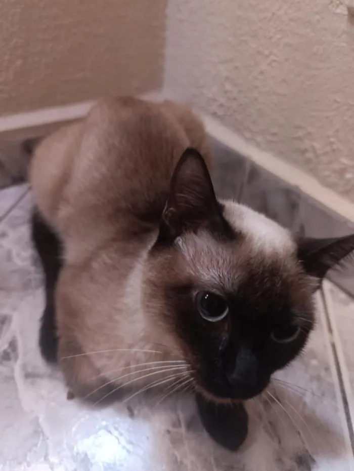Gato raça Siamês idade 7 a 11 meses nome Siamesa