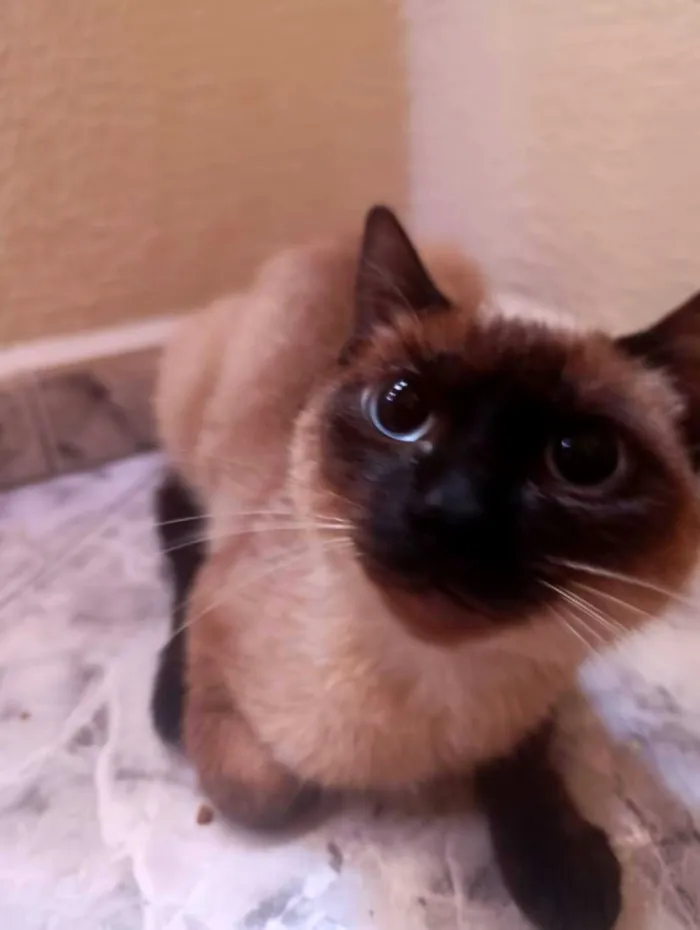 Gato raça Siamês idade 7 a 11 meses nome Siamesa