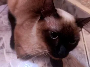 Gato raça Siamês idade 7 a 11 meses nome Siamesa