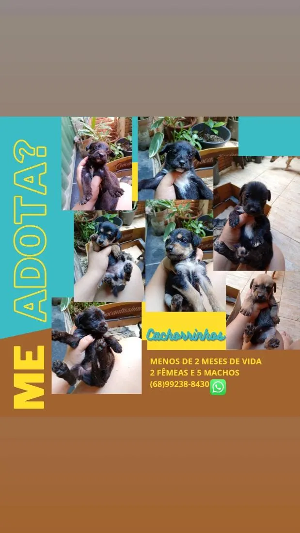 Cachorro raça SRD-ViraLata idade Abaixo de 2 meses nome sem nomes