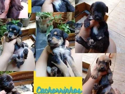 Cachorro raça SRD-ViraLata idade Abaixo de 2 meses nome sem nomes