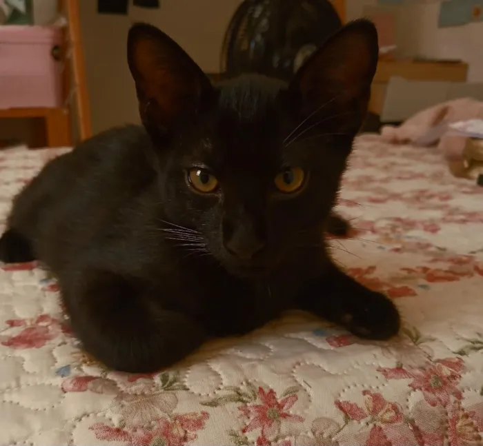 Gato raça SRD-ViraLata idade 2 a 6 meses nome Banguela