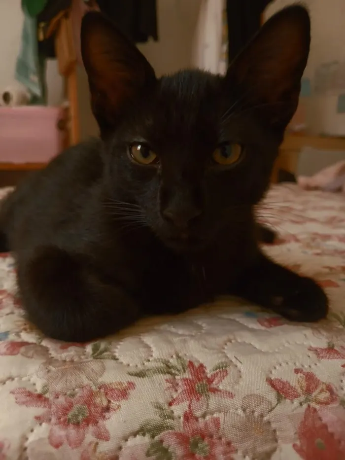 Gato raça SRD-ViraLata idade 2 a 6 meses nome Banguela